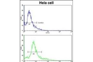 Flow cytometric analysis of hela cells using HMGCS1 Antibody (Center)(bottom histogram) compared to a negative control cell (top histogram). (HMGCS1 antibody  (AA 290-317))
