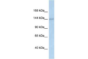 WB Suggested Anti-Dhx38 Antibody   Titration: 1. (DHX38 antibody  (N-Term))