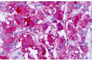 Anti-CELSR1 antibody IHC staining of human adrenal. (CELSR1 antibody  (C-Term))