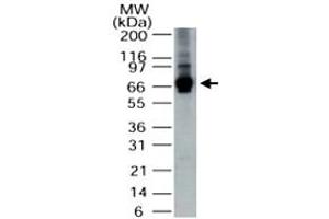 Western blot analysis of ALAS1 in HepG2 cell lysate. (ALAS1 antibody  (AA 480-530))