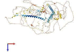 AlphaFold protein structure predicition of Mouse Recombinant Kansl1 Protein, UniprotID Q80TG1 (KANSL1 Protein (AA 1-1036) (His tag))