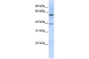 Western Blotting (WB) image for anti-Solute Carrier Family 35, Member F3 (SLC35F3) antibody (ABIN2458816) (SLC35F3 antibody)