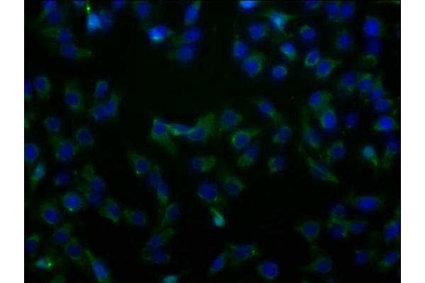 SLC23A2 antibody  (AA 1-92)