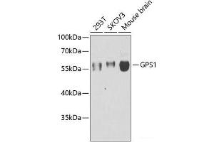 Western blot analysis of extracts of various cell lines using GPS1 Polyclonal Antibody at dilution of 1:1000. (GPS1 antibody)