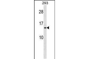 Western blot analysis in 293 cell line lysates (35ug/lane). (RPS20 antibody  (N-Term))