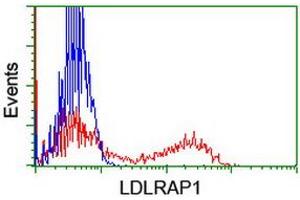 HEK293T cells transfected with either RC206643 overexpress plasmid (Red) or empty vector control plasmid (Blue) were immunostained by anti-LDLRAP1 antibody (ABIN2455237), and then analyzed by flow cytometry. (LDLRAP1 antibody)