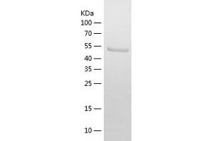 Western Blotting (WB) image for Follistatin (FST) (AA 30-317) protein (His-IF2DI Tag) (ABIN7122987) (Follistatin Protein (FST) (AA 30-317) (His-IF2DI Tag))
