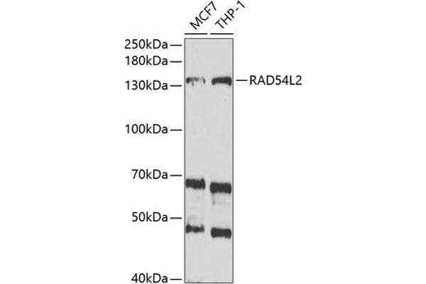 ARIP4 antibody  (AA 1178-1467)