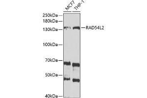 Western blot analysis of extracts of various cell lines, using RL2 antibody (ABIN6132939, ABIN6146652, ABIN6146654 and ABIN6221748) at 1:1000 dilution.