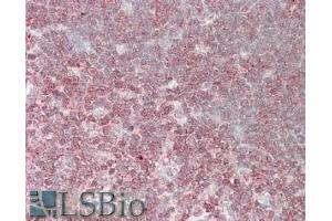 ABIN184660 (3. (CrkL antibody  (C-Term))