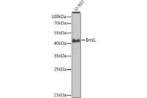 Western blot analysis of extracts of U-937 cells, using Bmi1 antibody (ABIN6130877, ABIN6137590, ABIN6137592 and ABIN6217484) at 1:1000 dilution. (BMI1 antibody  (AA 120-326))