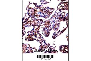 FBLN1 Antibody immunohistochemistry analysis in formalin fixed and paraffin embedded human placenta tissue followed by peroxidase conjugation of the secondary antibody and DAB staining. (Fibulin 1 antibody  (C-Term))