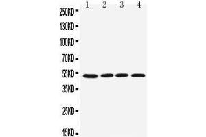 Anti-muscarinic Acetylcholine Receptor 1 antibody, Western blotting Lane 1: Rat Brain Tissue Lysate Lane 2: Mouse Brain Tissue Lysate Lane 3: U87 Cell Lysate Lane 4: SHG Cell Lysate Lane 5: NEURO Cell Lysate Lane 6: HELA Cell Lys (CHRM1 antibody  (C-Term))