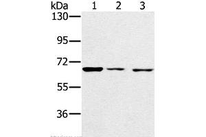 Western Blot analysis of A172, hela and hepg2 cell using IGF2BP3 Polyclonal Antibody at dilution of 1:200