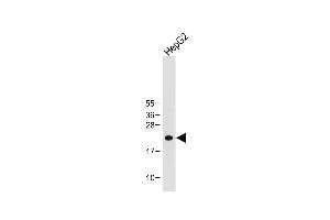 Anti-ID1 Antibody (Center) at 1:1000 dilution + HepG2 whole cell lysate Lysates/proteins at 20 μg per lane. (ID1 antibody  (AA 66-93))