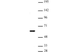 PRMT2 antibody (pAb) tested by Western blot. (PRMT2 antibody  (N-Term))