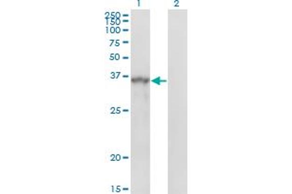 SPRY1 anticorps  (AA 1-110)