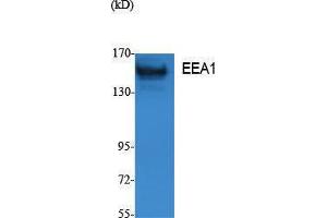 Western Blotting (WB) image for anti-Early Endosome Antigen 1 (EEA1) (N-Term) antibody (ABIN3187597) (EEA1 antibody  (N-Term))