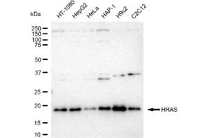 Western blotting analysis using HRAS antibody (ABIN7799002). (Recombinant HRAS antibody)