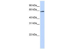AIFM3 antibody used at 1 ug/ml to detect target protein.
