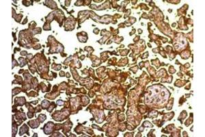 Immunohistochemical staining (Formalin-fixed paraffin-embedded sections) of human placenta using ALPP monoclonal antibody, clone SPM593 . (PLAP antibody)