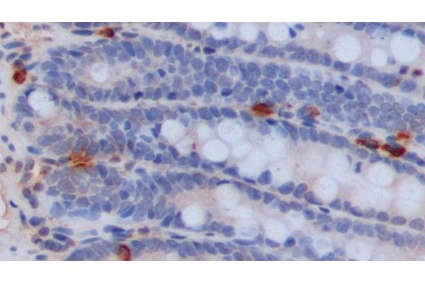 Serotonin antibody