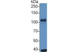 Western Blotting (WB) image for anti-Sodium Potassium ATPase, alpha1 (ATP1A1) (AA 493-660) antibody (ABIN7428587)