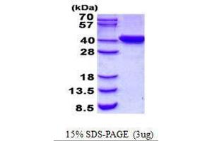 Figure annotation denotes ug of protein loaded and % gel used. (C2orf60 Protein)