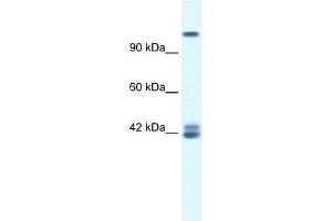 GRIN2C antibody used at 0. (GRIN2C antibody  (N-Term))