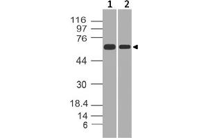 Image no. 1 for anti-Heterogeneous Nuclear Ribonucleoprotein K (HNRNPK) (AA 121-334) antibody (ABIN5027250) (HNRNPK antibody  (AA 121-334))