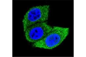 Confocal immunofluorescent analysis of HSPA1A antibody with HeLa cells followed by Alexa Fluor 488-conjugated goat anti-mouse lgG (green). (HSP70 1A antibody  (AA 574-600))