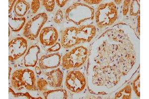 IHC image of ABIN7157690 diluted at 1:400 and staining in paraffin-embedded human kidney tissue performed on a Leica BondTM system. (KANK2 antibody  (AA 410-585))