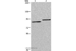 Western blot analysis of A549 and 293T cell, using TXLNA Polyclonal Antibody at dilution of 1:300 (alpha Taxilin antibody)