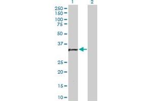 Western Blot analysis of MTA1 expression in transfected 293T cell line by MTA1 MaxPab polyclonal antibody. (MTA1 antibody  (AA 1-255))