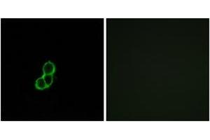 Immunofluorescence analysis of MCF7 cells, using OR5T3 Antibody. (OR5T3 antibody  (AA 86-135))