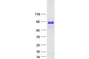 Validation with Western Blot (Ladinin 1 Protein (LAD1) (Myc-DYKDDDDK Tag))