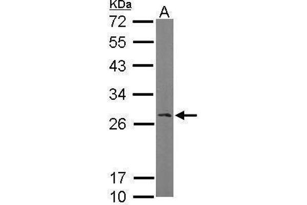 RANBP1 antibody