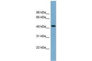 Image no. 1 for anti-Cell Division Cycle Associated 7-Like (CDCA7L) (C-Term) antibody (ABIN6744160) (CDCA7L antibody  (C-Term))