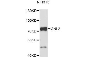 Western blot analysis of extracts of NIH/3T3 cells, using GNL2 antibody (ABIN6291696) at 1:3000 dilution. (GNL2 antibody)
