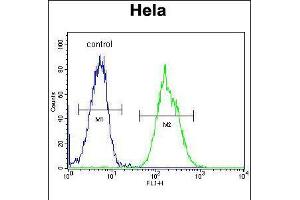 Flow cytometric analysis of Hela cells (right histogram) compared to a negative control cell (left histogram). (MAPRE1 antibody  (N-Term))