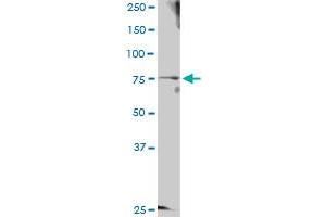 GTSE1 MaxPab rabbit polyclonal antibody. (GTSE1 antibody  (AA 1-720))