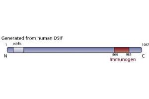 Image no. 1 for anti-CG7626 Gene Product From Transcript CG7626-RA (SPT5) (AA 866-985) antibody (ABIN968370) (CG7626 Gene Product From Transcript CG7626-RA (SPT5) (AA 866-985) antibody)