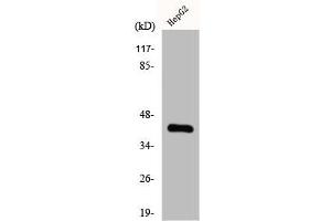 Western Blot analysis of A549 cells using ChoKB Polyclonal Antibody