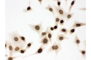 Immunohistochemistry (IHC) image for anti-Lamin B1 (LMNB1) (AA 266-583) antibody (ABIN4951627)
