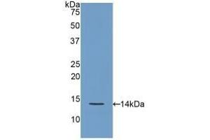 Detection of Recombinant REG3g, Rat using Polyclonal Antibody to Regenerating Islet Derived Protein 3 Gamma (REG3g) (REG3g antibody  (AA 33-147))