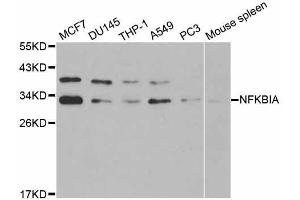 Western blot analysis of extracts of various cell lines, using NFKBIA antibody (ABIN5998337) at 1/1000 dilution.
