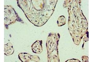 Immunohistochemistry of paraffin-embedded human placenta tissue using ABIN7144490 at dilution of 1:100 (Ghrelin antibody  (AA 1-117))