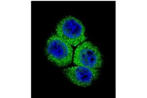 Image no. 1 for anti-Apurinic/Apyrimidinic Endonuclease 1 (APEX1) (AA 40-70), (N-Term) antibody (ABIN358027) (APEX1 antibody  (N-Term))