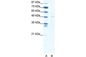 Western Blotting (WB) image for anti-DEK Oncogene (DEK) antibody (ABIN2463792) (DEK antibody)
