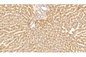 Detection of VEGFA in Rat Liver Tissue using Monoclonal Antibody to Vascular Endothelial Growth Factor A (VEGFA) (VEGFA antibody  (AA 27-214))